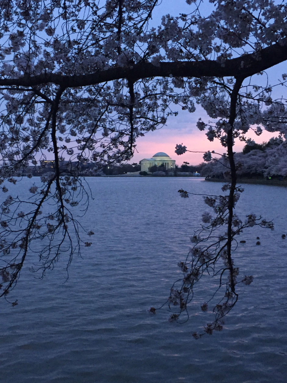 Cherry blossoms bloom near the Jefferson Memorial at the Tidal Basin. (WTOP/John Domen)
