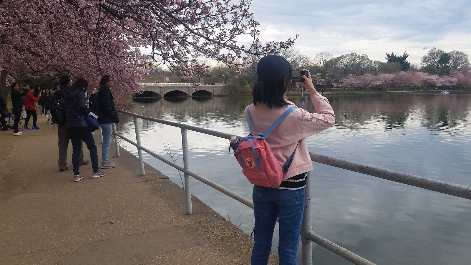 The cherry blossoms reached the "puffy white" stage, which is the final stage before peak bloom, on Sunday April 1, 2018. (WTOP/Kathy Stewart)