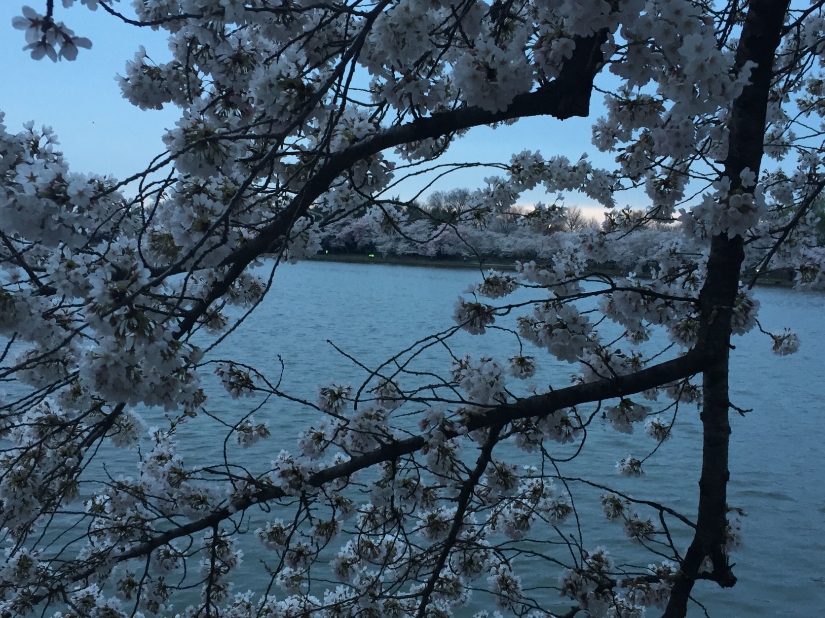 National Cherry Blossom Festival Is Underway And The Blooms Are Right On  Time