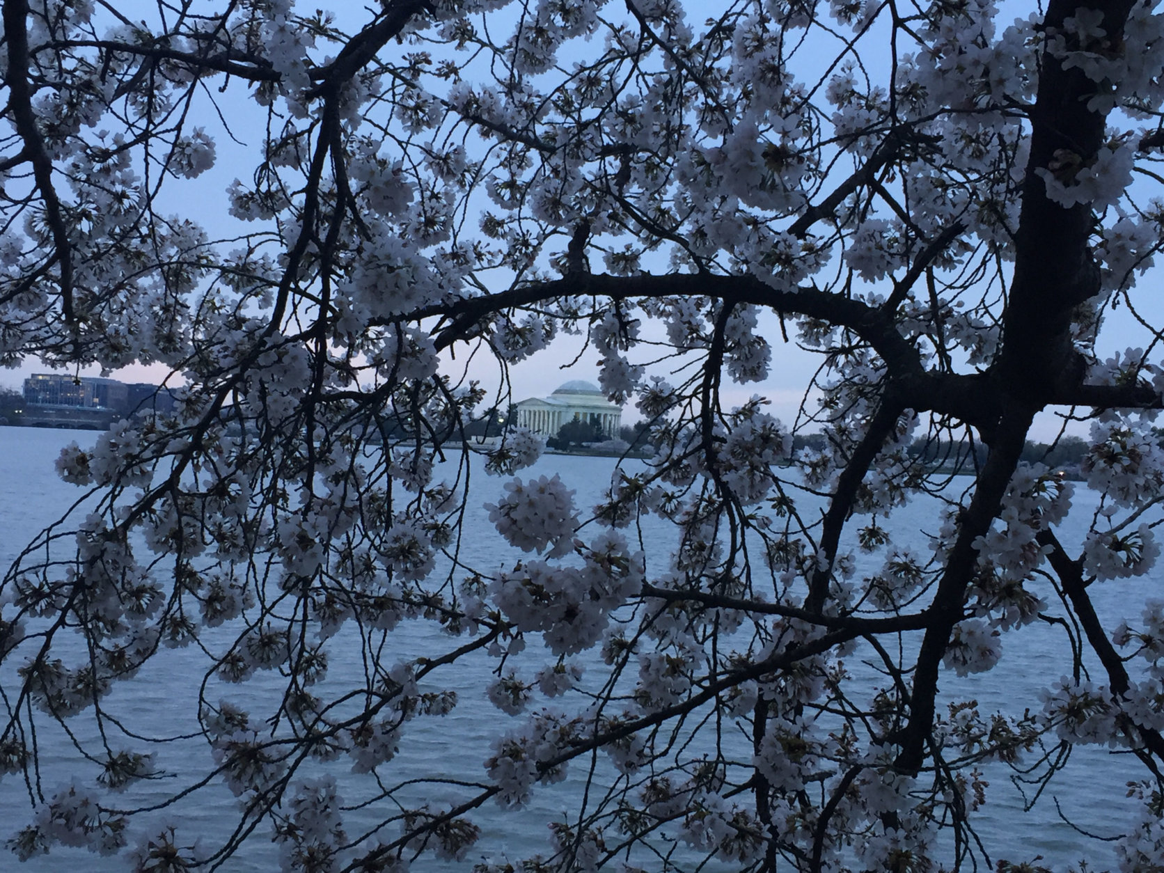 It's best to see the cherry blossoms early in the morning. (WTOP/John Domen)