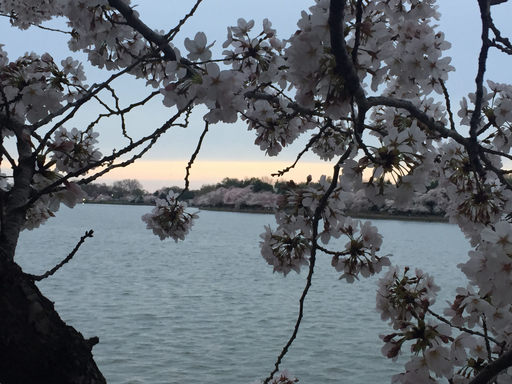 With traffic along Ohio Drive going one way during the cherry blossom festival, and parking sure to be at a premium as the day goes on, walking from any of the nearby Metro stations or taking the Circulator Bus to the Tidal Basin is the recommended way to visit. (WTOP/John Domen)