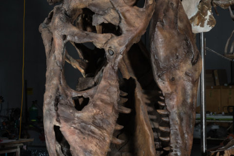 Dinosaur exhibit to roar to life at Smithsonian