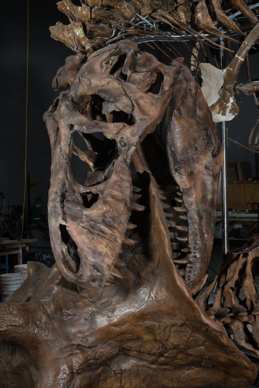 This is a sneak peak of the T. rex attack on a Triceratops that will be displayed in the National Museum of Natural History’s renovated fossil hall set to open in 2019. (Courtesy Smithsonian)