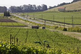 This May 11, 2009 file photo shows a tractor as it makes its way through a vineyard with Highway 121 and other vineyards in the background in Sonoma, Calif.  Sonoma, in the heart of California wine country, is famous for award-winning wine and food and scenic country roads.   (AP Photo/Eric Risberg, FILE)