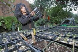 Tara Kolla examines a seedling container, amid other vegetable seedlings that will be planted this spring in the garden at her home in Los Angeles' Silver Lake district Wednesday, Jan. 27, 2010. Like many eco-minded gardeners, Kolla planted seeds, only to find that her garden violated local zoning laws and alienated her neighbors.  (AP Photo/Reed Saxon)