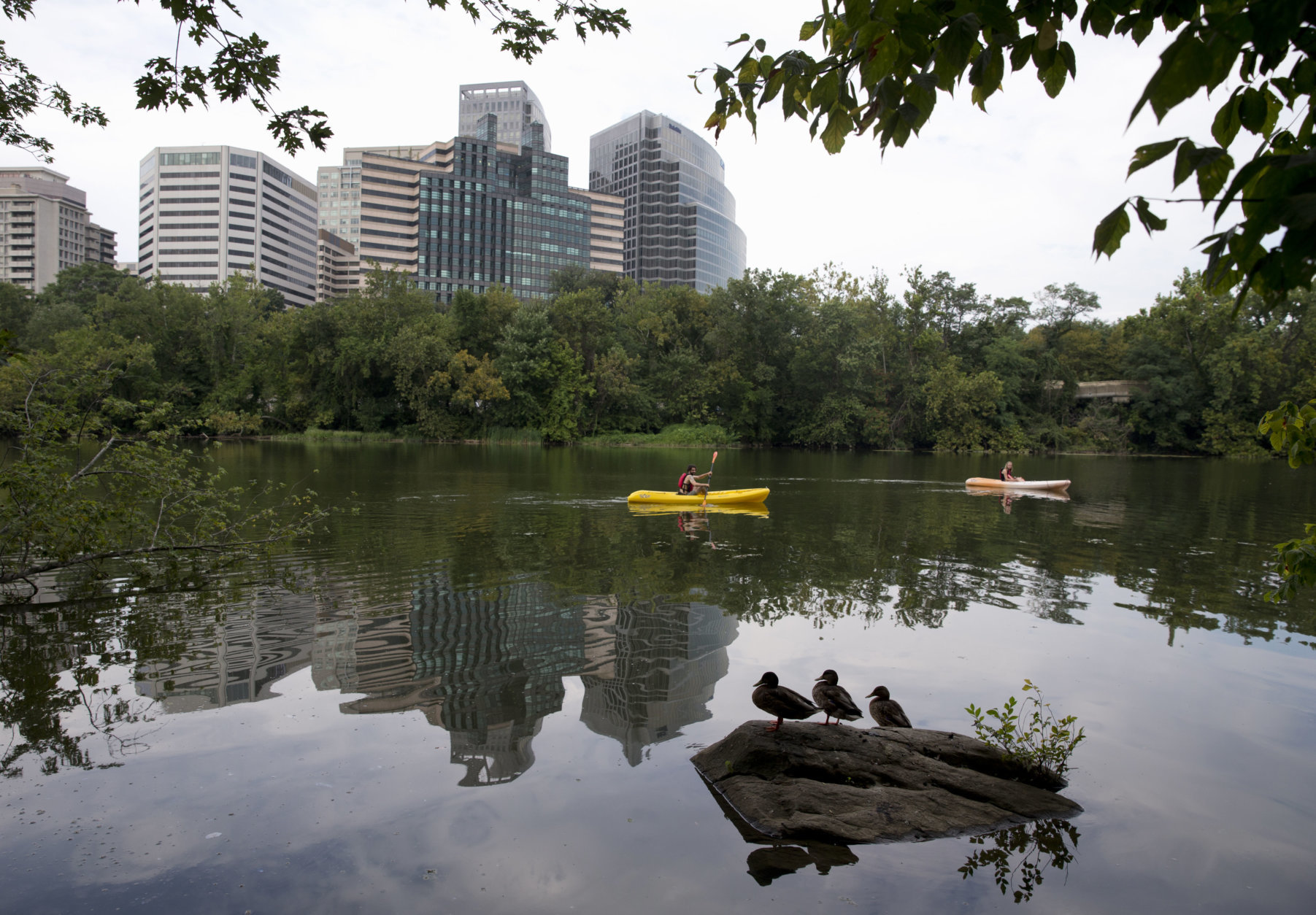 Kayakers paddle past the Rosslyn, Va., skyline, seen from Theodore Roosevelt Island in the Potomac River in Washington, Tuesday, Aug. 18, 2015. (AP Photo/Carolyn Kaster)