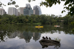 Kayakers paddle past the Rosslyn, Va., skyline, seen from Theodore Roosevelt Island in the Potomac River in Washington, Tuesday, Aug. 18, 2015. (AP Photo/Carolyn Kaster)