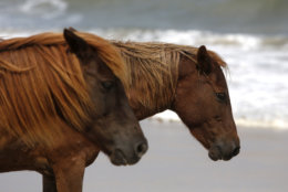 Wild horses roam on South Ocean Beach at Assateague Island National Seashore near Berlin, Md. on Wednesday, Aug. 13, 2014. (AP Photo/Jacqueline Larma)