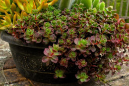 This April 26, 2013 photo shows a succulent arrangement on a patio table in Langley, Wash. Many techniques have been developed over the years to help ensure that potted plants survive winter. One of the simplest is to bring them indoors as this gardener intends to do for a second straight year. (AP Photo/Dean Fosdick)