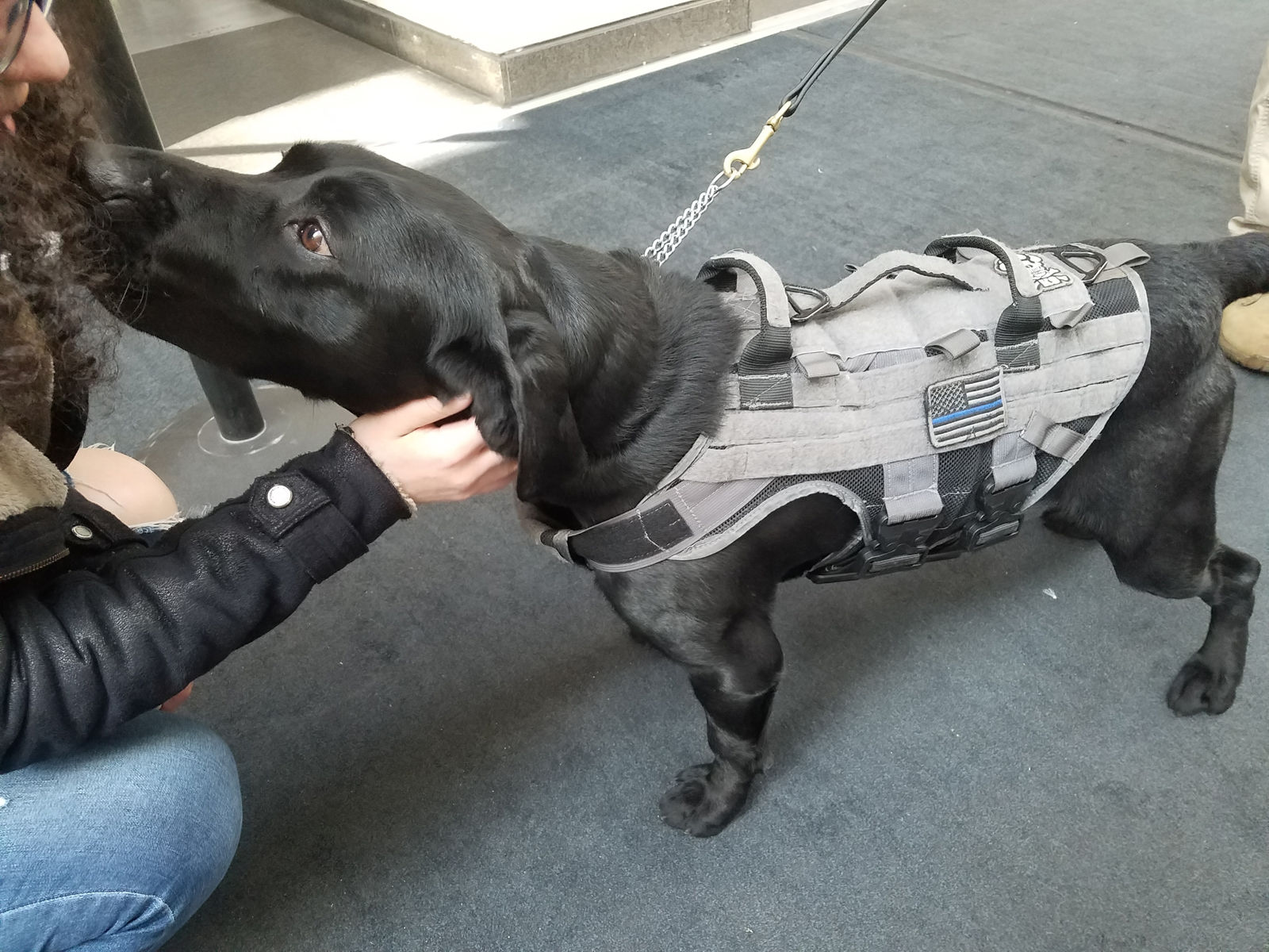 This dog is not in costume, but is an important part of security and a very good boy. Yes he is. (WTOP/Will Vitka)