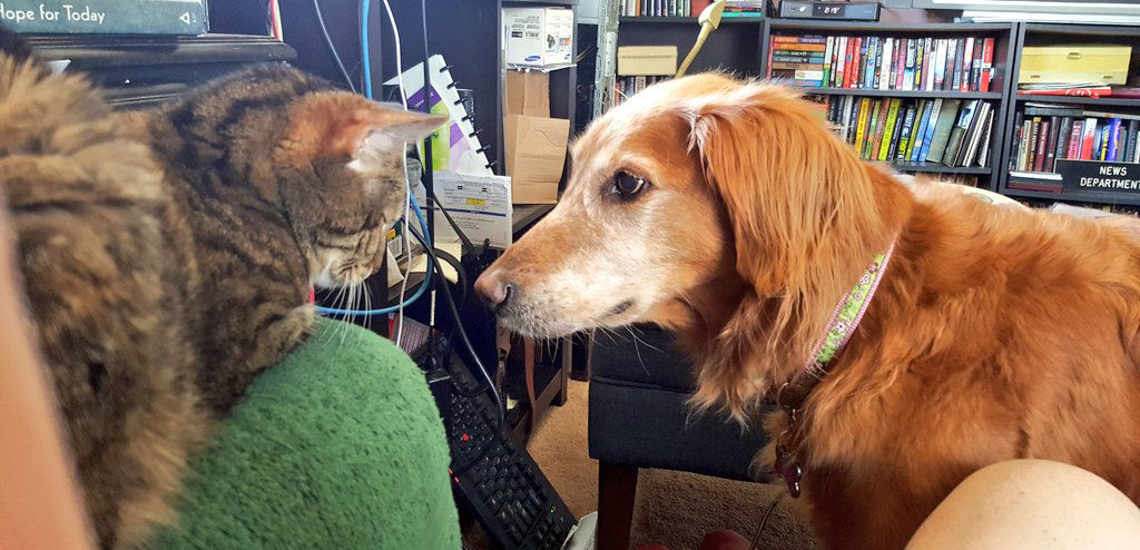 This is Bailey, the dog, and RJ, the cat. They've having an interesting discussion about all the books they've read. RJ thinks they might need a bigger shelf. (Courtesy TrinaTR via Twitter)