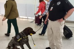 Bigi the TSA dog takes a toy break at BWI/Marshall Airport on Wednesday (Courtesy TSA)