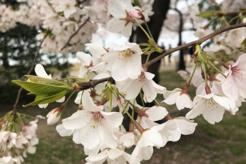 Gone with the wind? Thursday’s gusts may blow away DC’s cherry blossoms