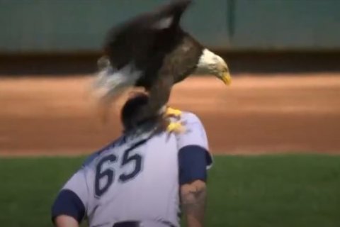 Watch: Bald Eagle lands on Seattle Mariners pitcher before game