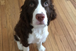 This English Springer Spaniel wants to have a word when you have a second. (Courtes Joesmithactual via Twitter)