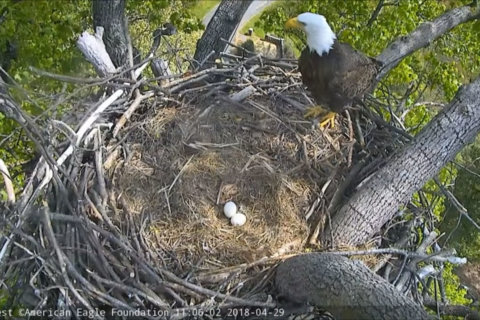 DC’s ‘first family’ of bald eagles welcomes new addition to nest
