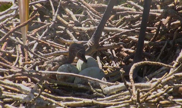 On Thursday afternoon, two great blue heron chicks chipped their way out of their eggs in a heron rookery on the Eastern Shore. Moments later, a peregrine falcon chick hatched on the roof of the Transamerica Tower in Baltimore, where its mother had deposited her eggs. (Courtesy Chesapeake Conservancy)