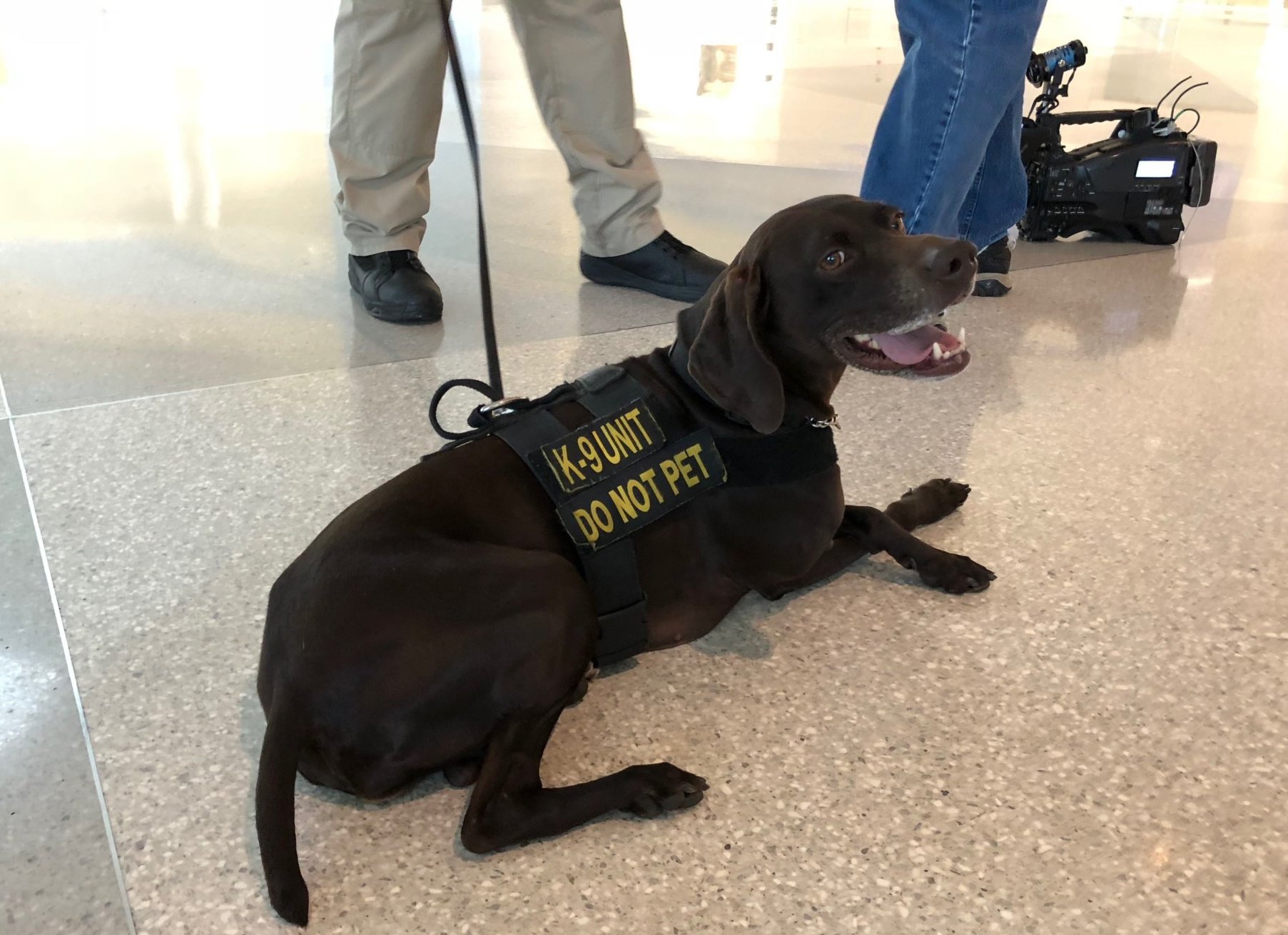 what are airport dogs sniffing for