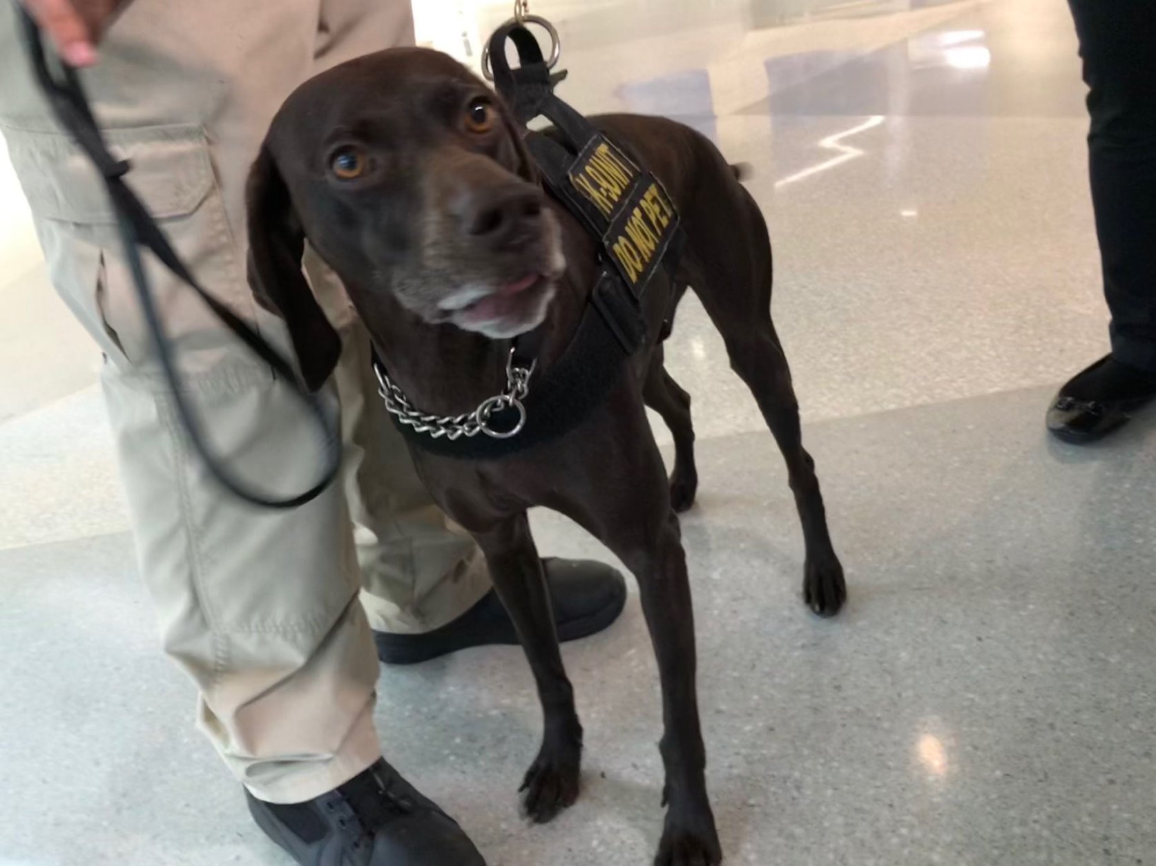 “She has no idea what she’s really doing, and we like to keep it that way,” handler Brandon Owens said of TSA dog Dafi. (WTOP/John Aaron)