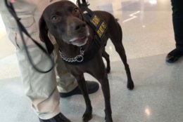 “She has no idea what she’s really doing, and we like to keep it that way,” handler Brandon Owens said of TSA dog Dafi. (WTOP/John Aaron)