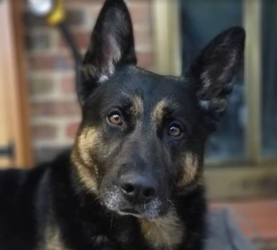 This is K9 Kota, with the Takoma Park Police Department. The department tweeted out that he is a big fan of his kong, a training toy and loves "just being the most handsomest dog ever." He appears to be confused as to why anyone would even question that. (Courtesy Takoma Park Police Department via Twitter)