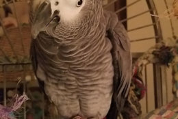 This is Magellan, he wants to voice his strong disapproval to the notion that all pets have four legs. Some have two feet and can talk. Also, he'd like some lemonade. (Courtesy Klpbirds via Twitter)