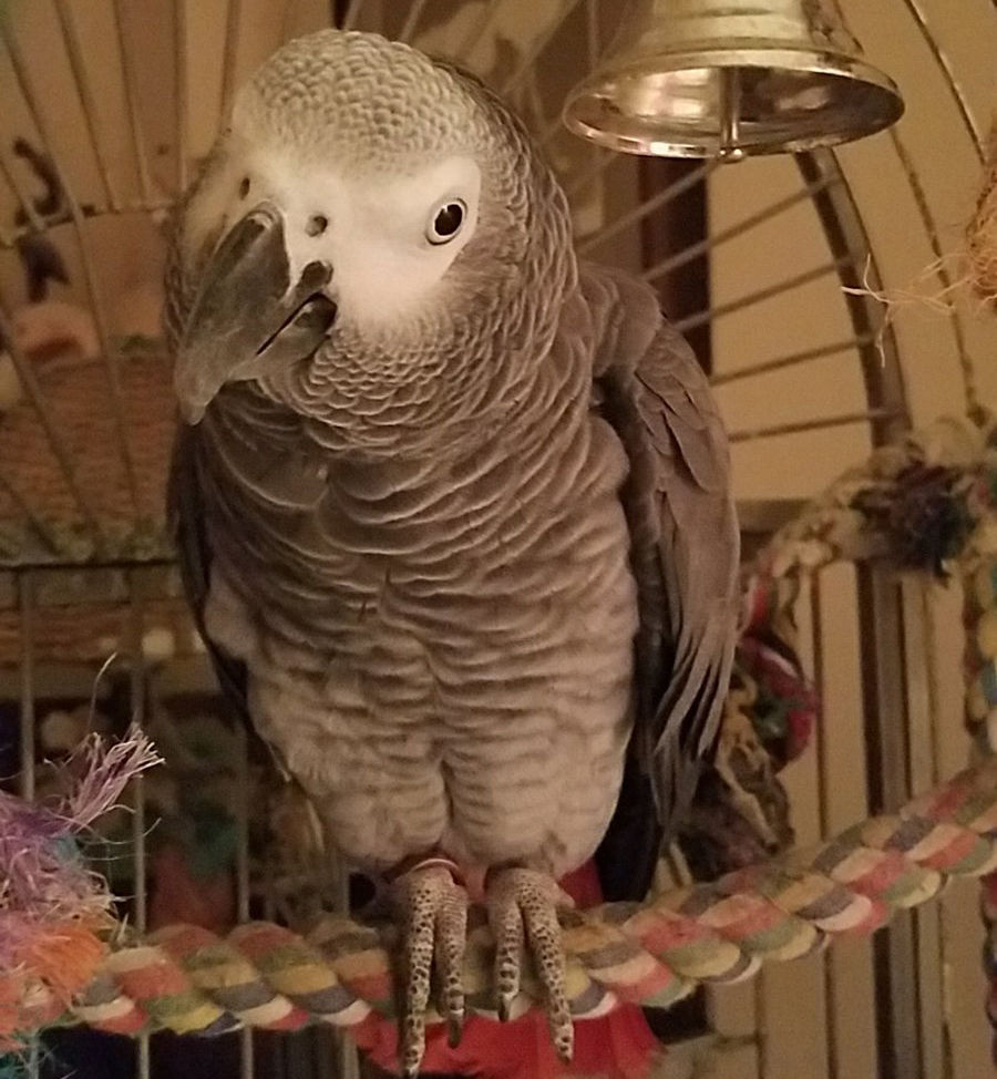 This is Magellan, he wants to voice his strong disapproval to the notion that all pets have four legs. Some have two feet and can talk. Also, he'd like some lemonade. (Courtesy Klpbirds via Twitter)
