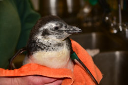 Even penguins need baths sometimes, and Millie is no exception. (Courtesy The Maryland Zoo)