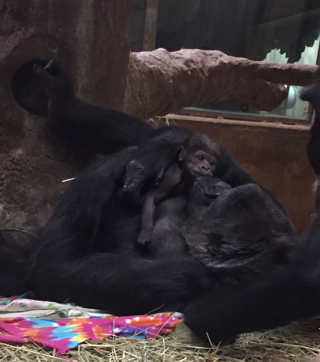 Calaya and her infant Moke in the Great Ape House at the Smithsonian’s National Zoo. (Matt Spence, Smithsonian’s National Zoo)