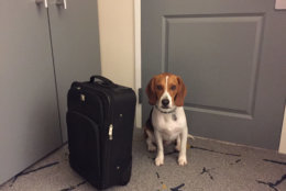 Nico is a beagle, he is an excellent packer and a very good boy. (WTOP/Patrick Roth)