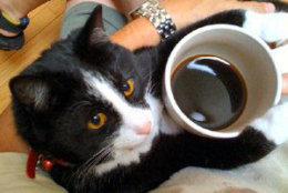This is Ninja. Likes their coffee black. No cream. No sugar. Just black. Long day ahead. (Courtesy HarryEdwards via Twitter)