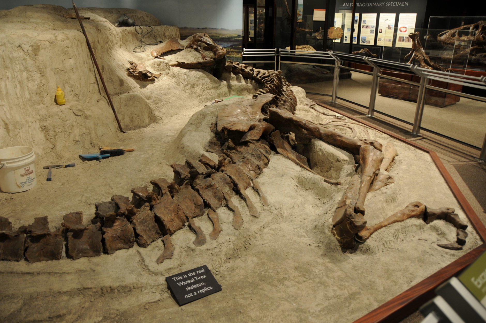 First put on display at the Montana State University’s Museum of the Rockies in 2005 in Bozeman, Montana, the Wankel T. rex was exhibited in the "death pose" from the riverbed where it died 656 million years ago. (Courtesy Museum of the Rockies)