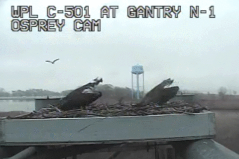 ‘Osprey cam’ captures Md. birds’ return to nest