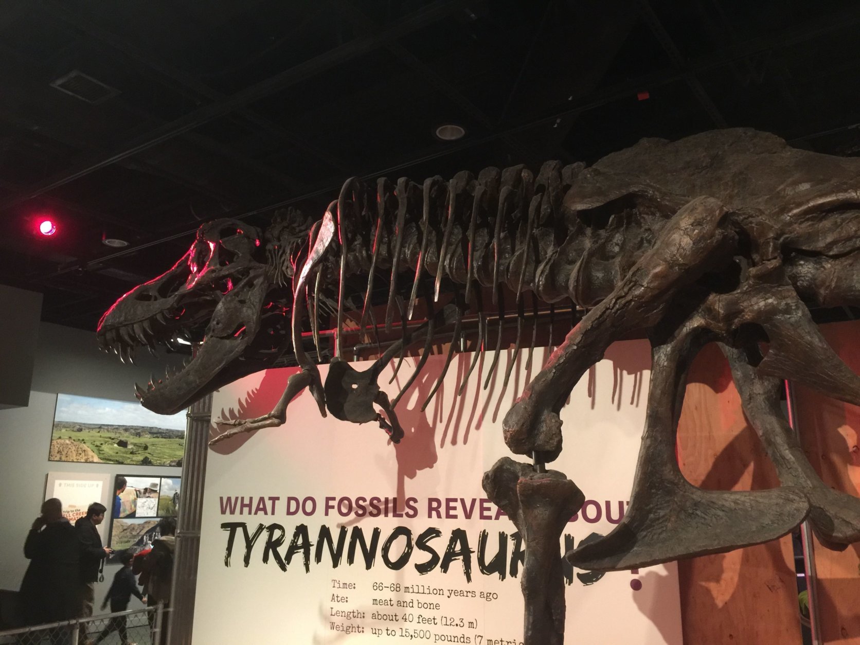 The current T. rex on display in the temporary dinosaur and fossil hall at the National Museum of Natural History is a resin copy of a real fossil. (WTOP/ Kristi King) 