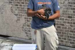 Penguin Coast Animal Care staffer Joe Hammond holds Millie when she was younger. (Courtesy The Maryland Zoo)