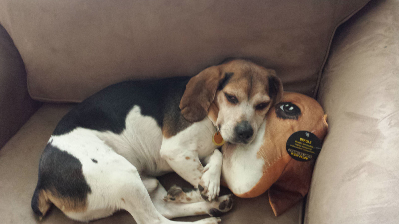 This is Ruckys, he is WTOP's Digital Editor Colleen Kelleher's dog. He'd prefer his naps on his beagle pillow not be interrupted for web content purposes. (WTOP/Colleen Kelleher)