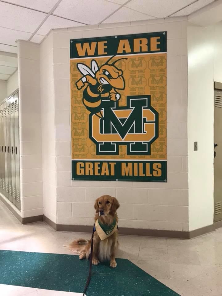Comfort dogs from Lutheran Church Charities, in Illinois, met with staff on Monday, the day before before classes began at Great Mills High School. (Courtesy Lutheran Church Charities)