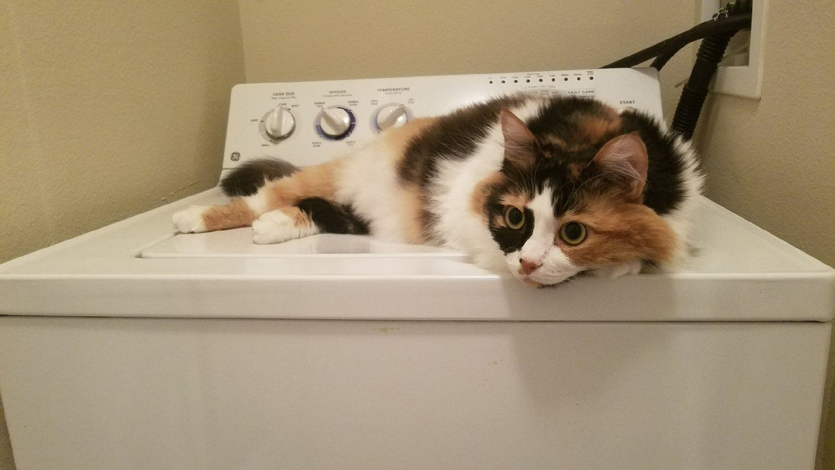 This WTOP Morning Writer Brandon Millman's cat Sydney, appears to have some laundry-related concerns. (WTOP/Brandon Millman)