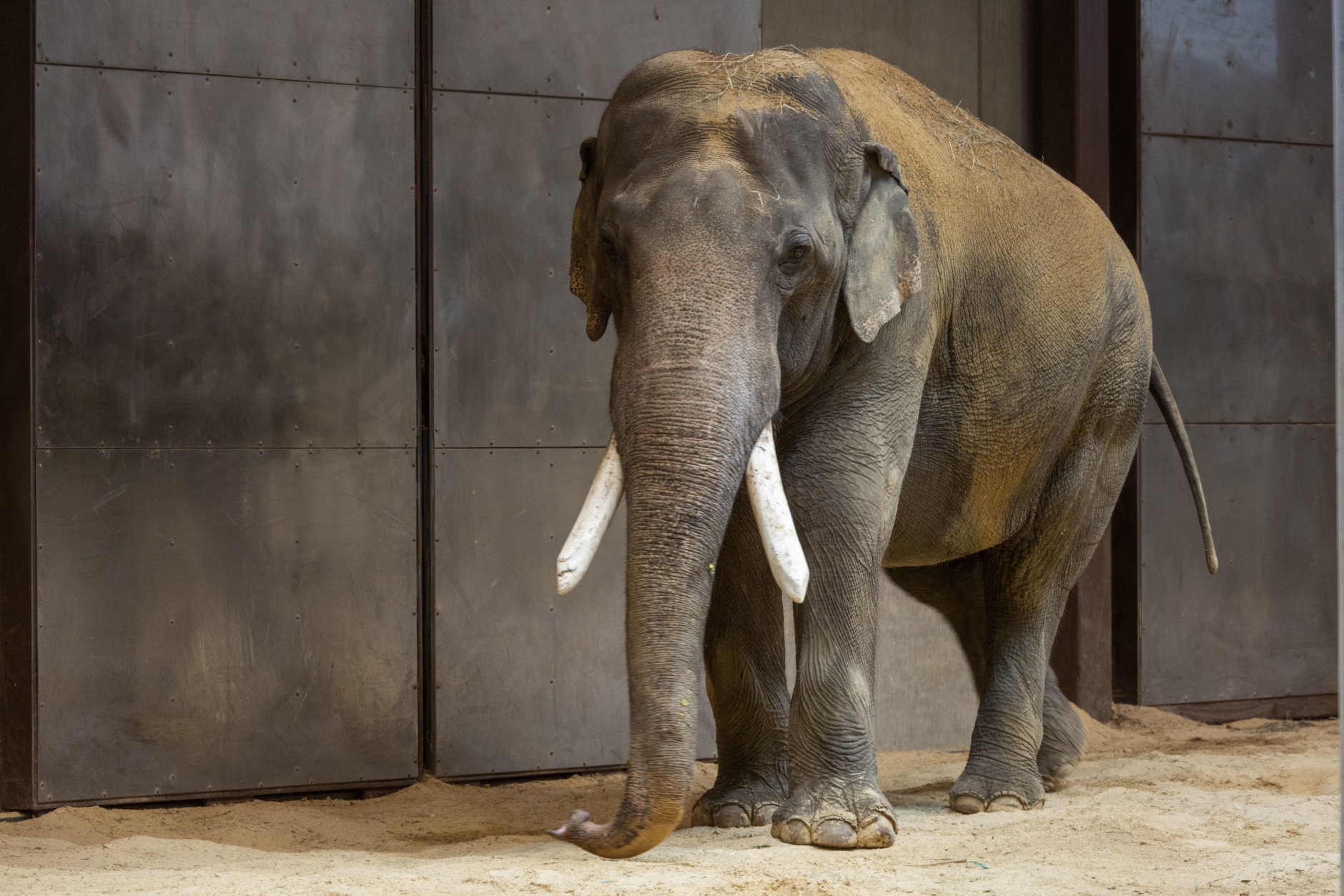 Smithsonian’s National Zoo celebrated the debut of their new male Asian elephant Friday. (Courtesy National Zoo/Roshan Patel)