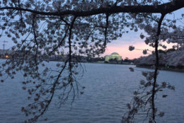 Photo shows cherry blossoms and Jefferson Memorial