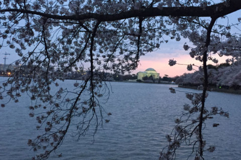 Best time to see cherry blossoms — early morning