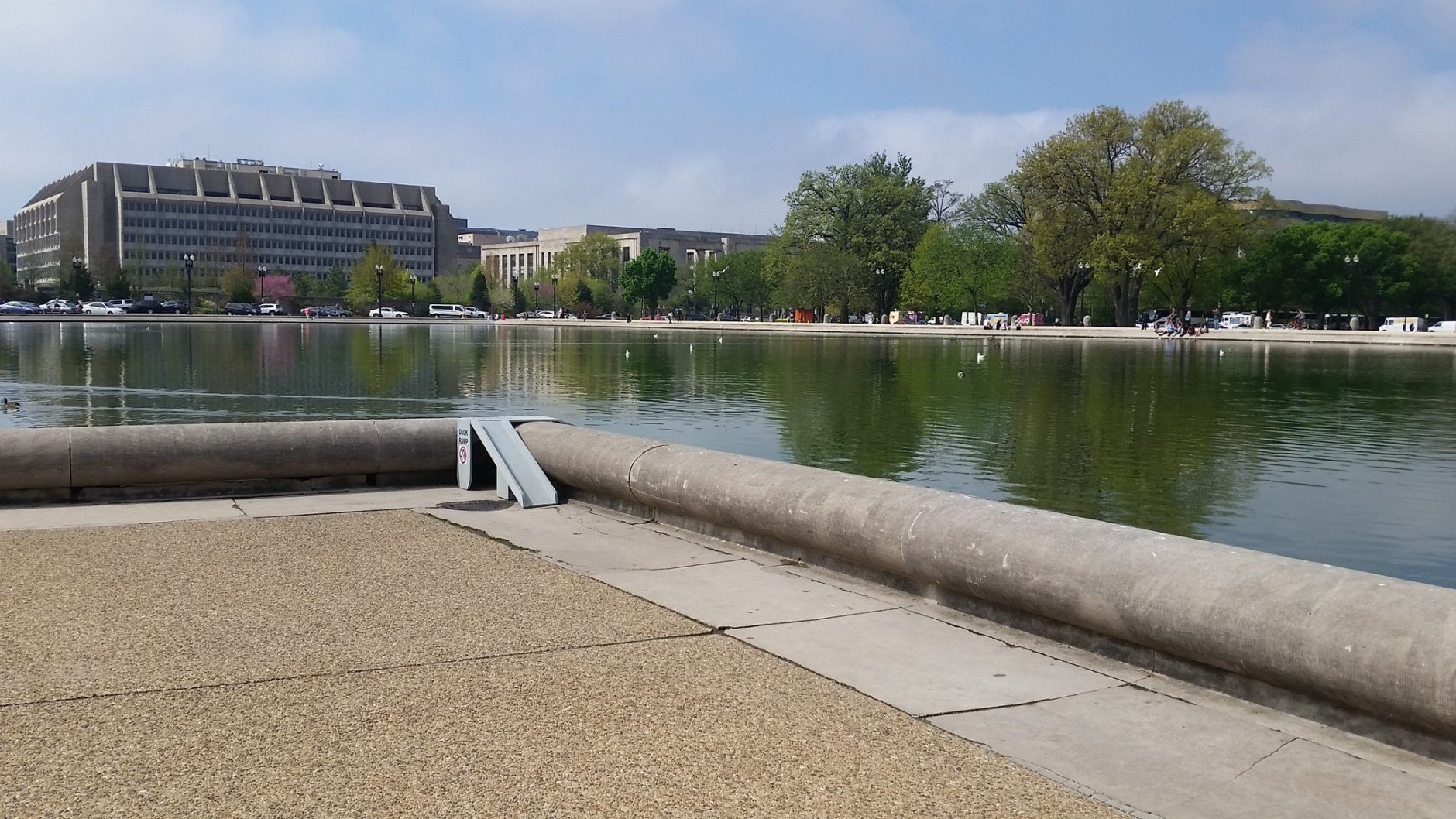 During the spring and summer, the Reflecting Pool sees around 20-35 families of ducks, according to April Linton, who heads up the duck program with City Wildlife. (WTOP/Kathy Stewart)
