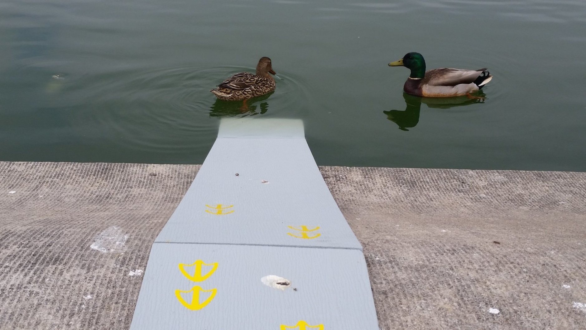 Two ramps at the Capitol Reflecting Pool, made to keep ducklings from drowning, were so successful last year, they're being brought back this spring. (WTOP/Kathy Stewart)