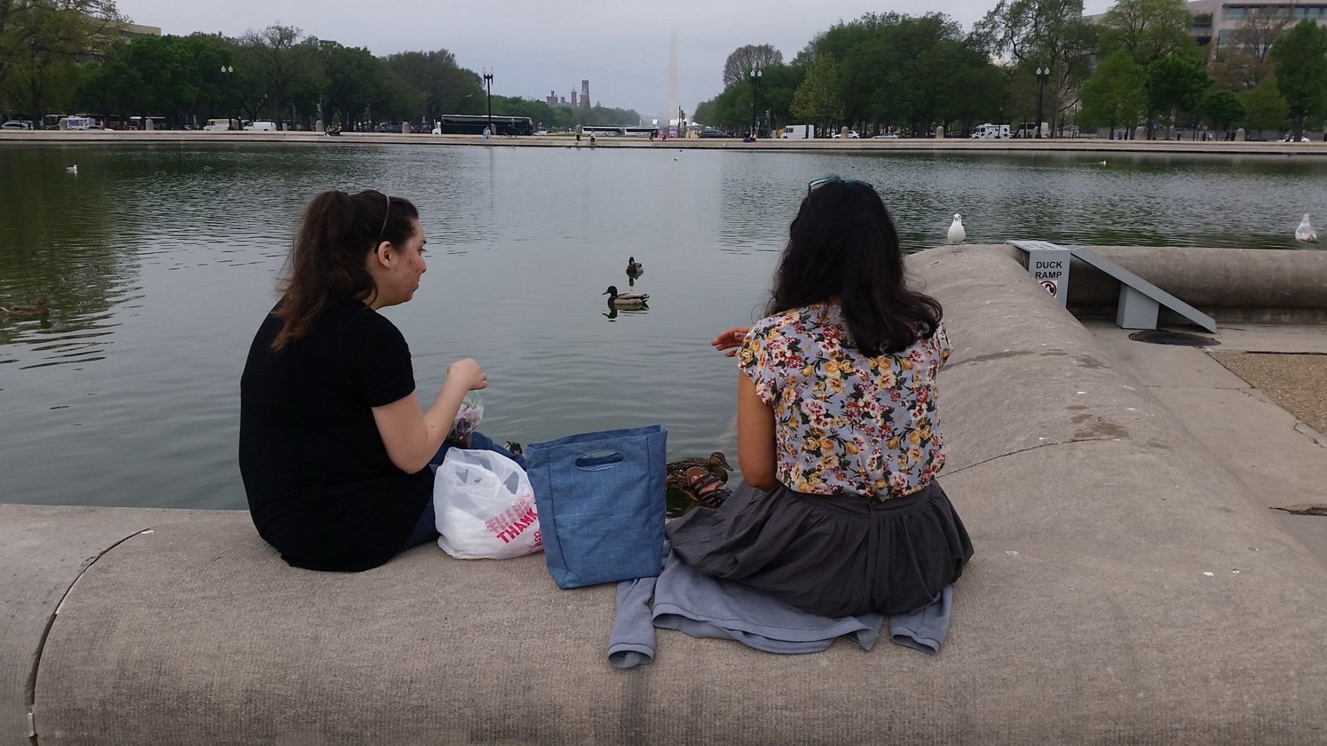 Linton said tourists take more pictures of the ducks than of the Capitol. (WTOP/Kathy Stewart)