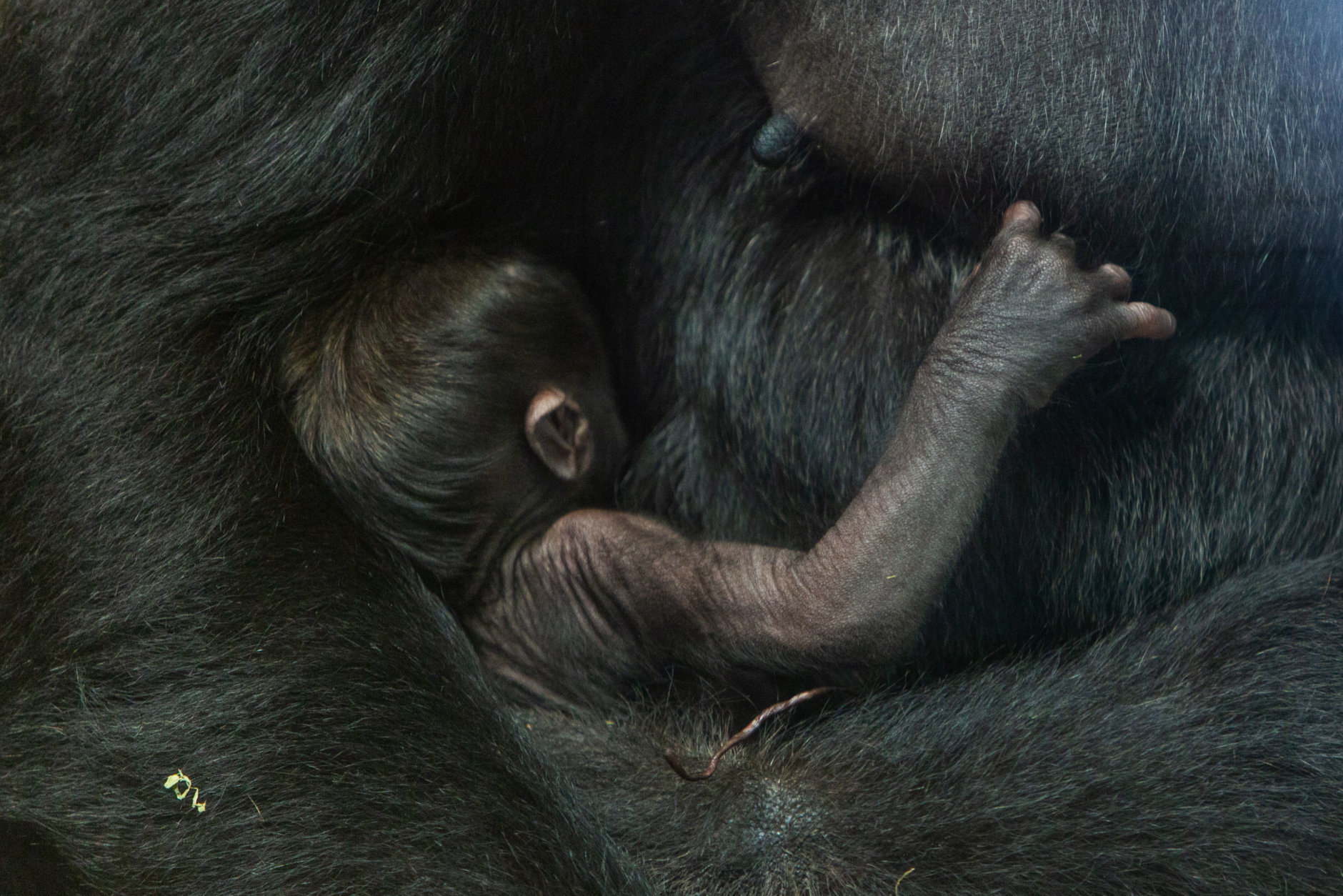 Calaya and her infant Moke in the Great Ape House at the Smithsonian’s National Zoo. (Roshan Patel, Smithsonian’s National Zoo)