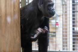Calaya and her infant Moke in the Great Ape House at the Smithsonian’s National Zoo. (Roshan Patel, Smithsonian’s National Zoo)