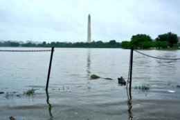 The Washington Monument can be seen in the distance as floodwaters build up at the Tidal Basin. (WTOP/Dave Dildine)
