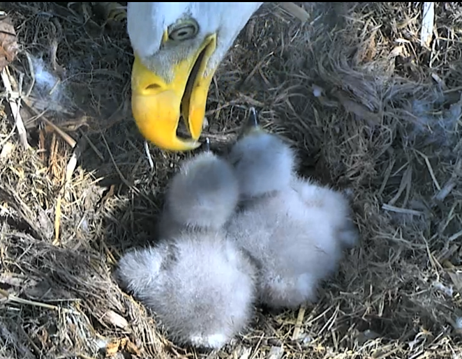 The eaglet formerly known as egg DC7 joined the eaglet formerly known as egg DC6 on Thursday. (Courtesy American Eagle Foundation)