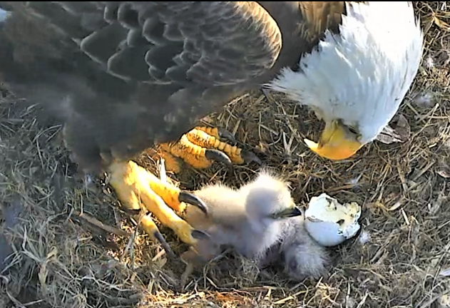 Follow D.C.'s "First Family" of eagles on the D.C. Eagle Cam. (Courtesy American Eagle Foundation)