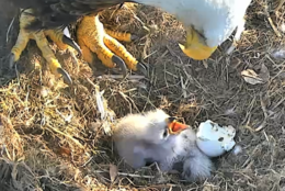 One of the new eaglets cops an attitude and talks back to its parent. (Courtesy American Eagle Foundation)